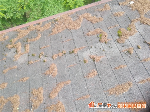 茅野市蓼科高原別荘アスファルトシングル屋根現地調査　針葉樹落ち葉がたまった屋根面